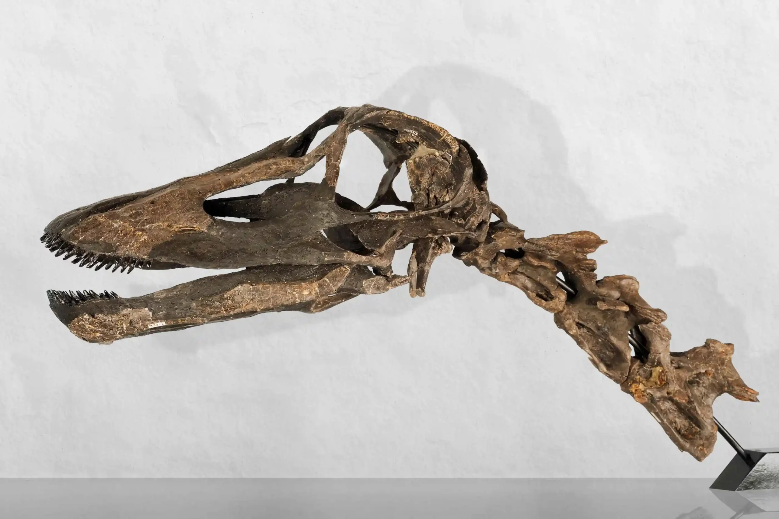 09 geowiss kaatedocus siberi skelett kopf