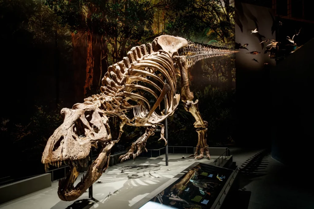 09 geowiss tyrannosaurus rex skelett