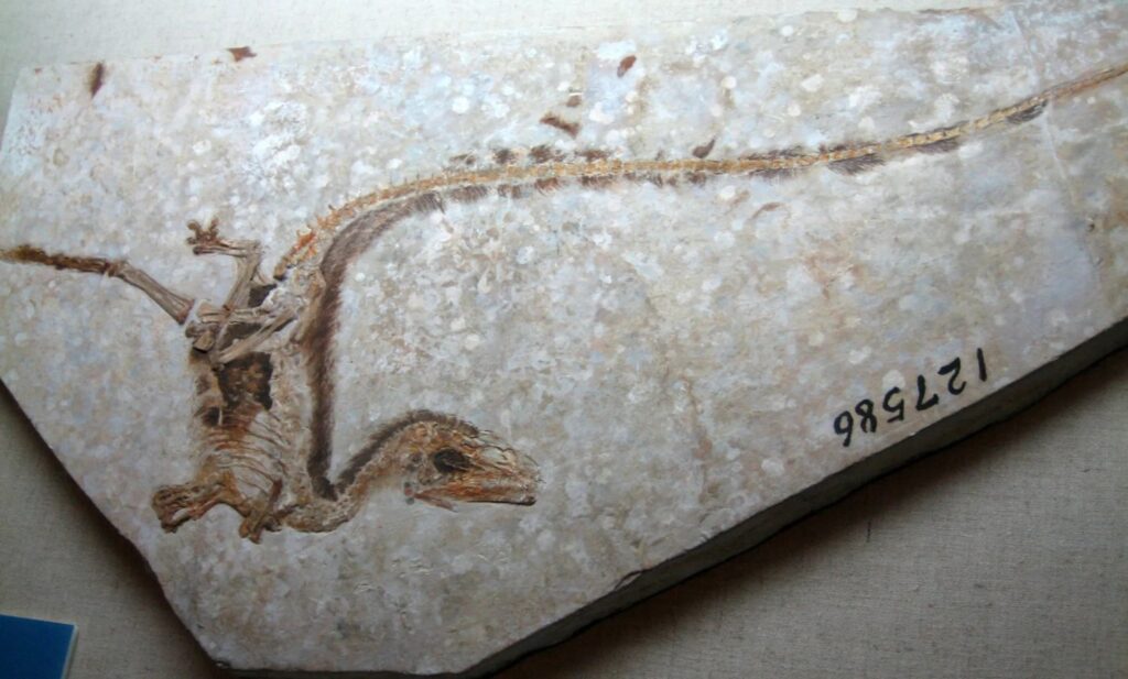 Dinosaures theropodes Archaeopteryx