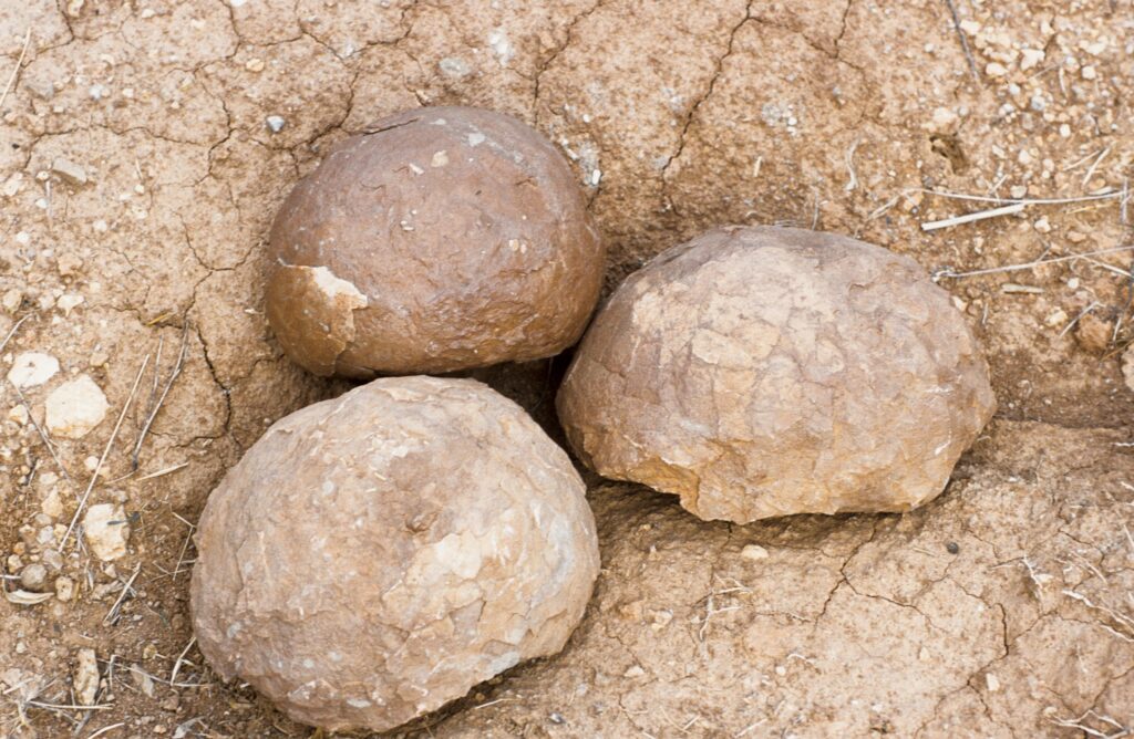 oeufs de dinosaures à la sainte victoire.
