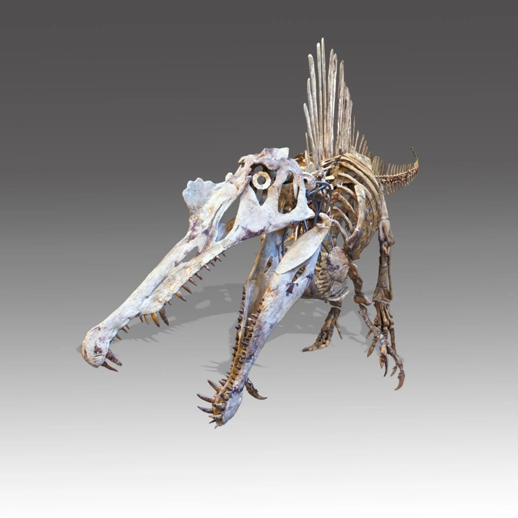 Image de tête : Reconstruction d’un spinosaure. Crédit : Didier Descouen. CC by 4.0.