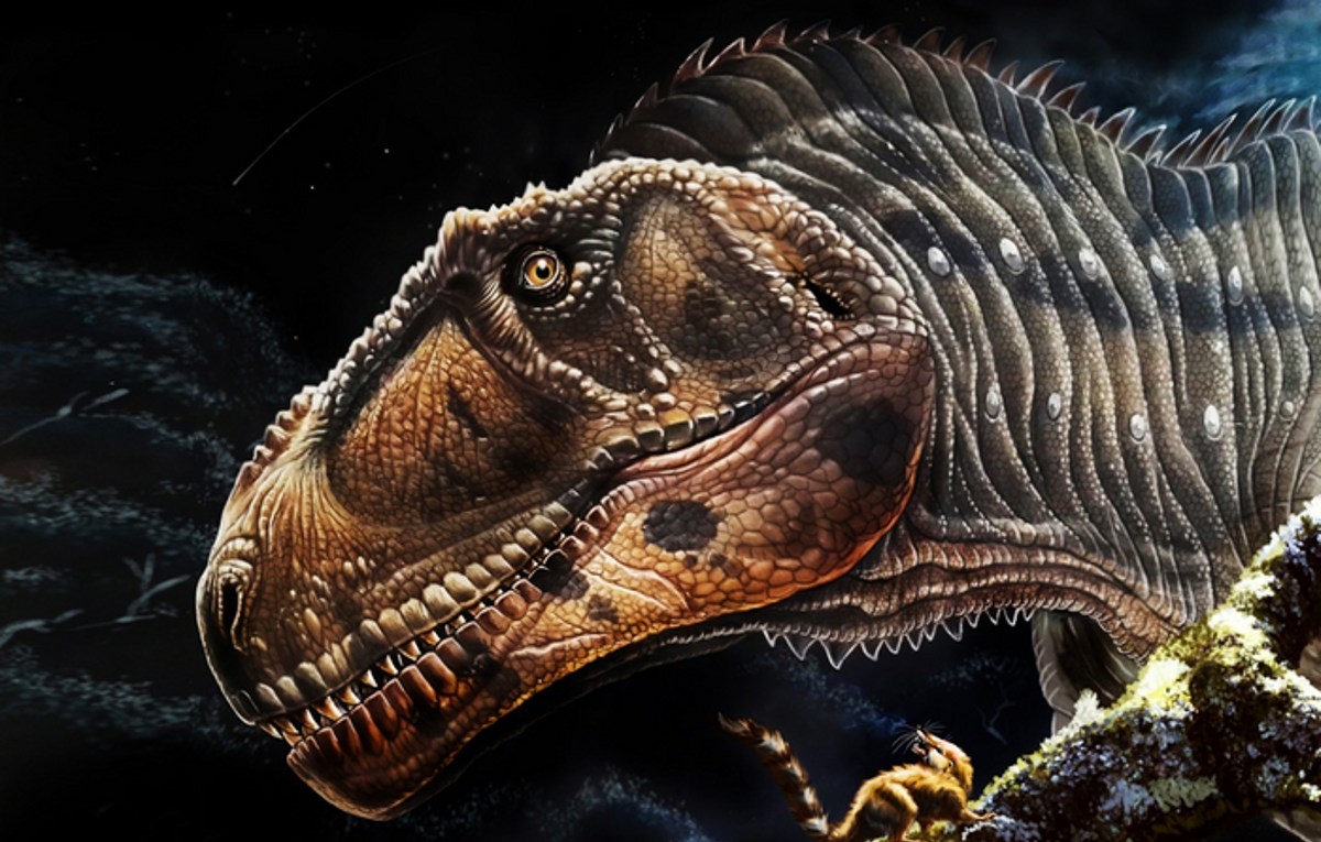 Dinosaure carnivore géant : Meraxes gigas