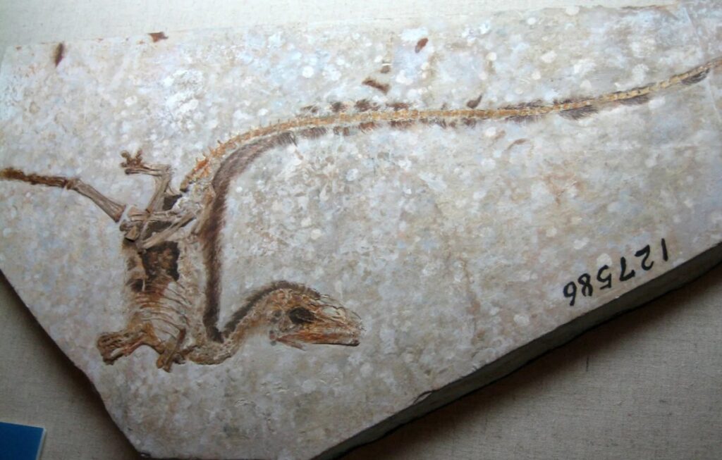 Dinosaures à plumes Chine