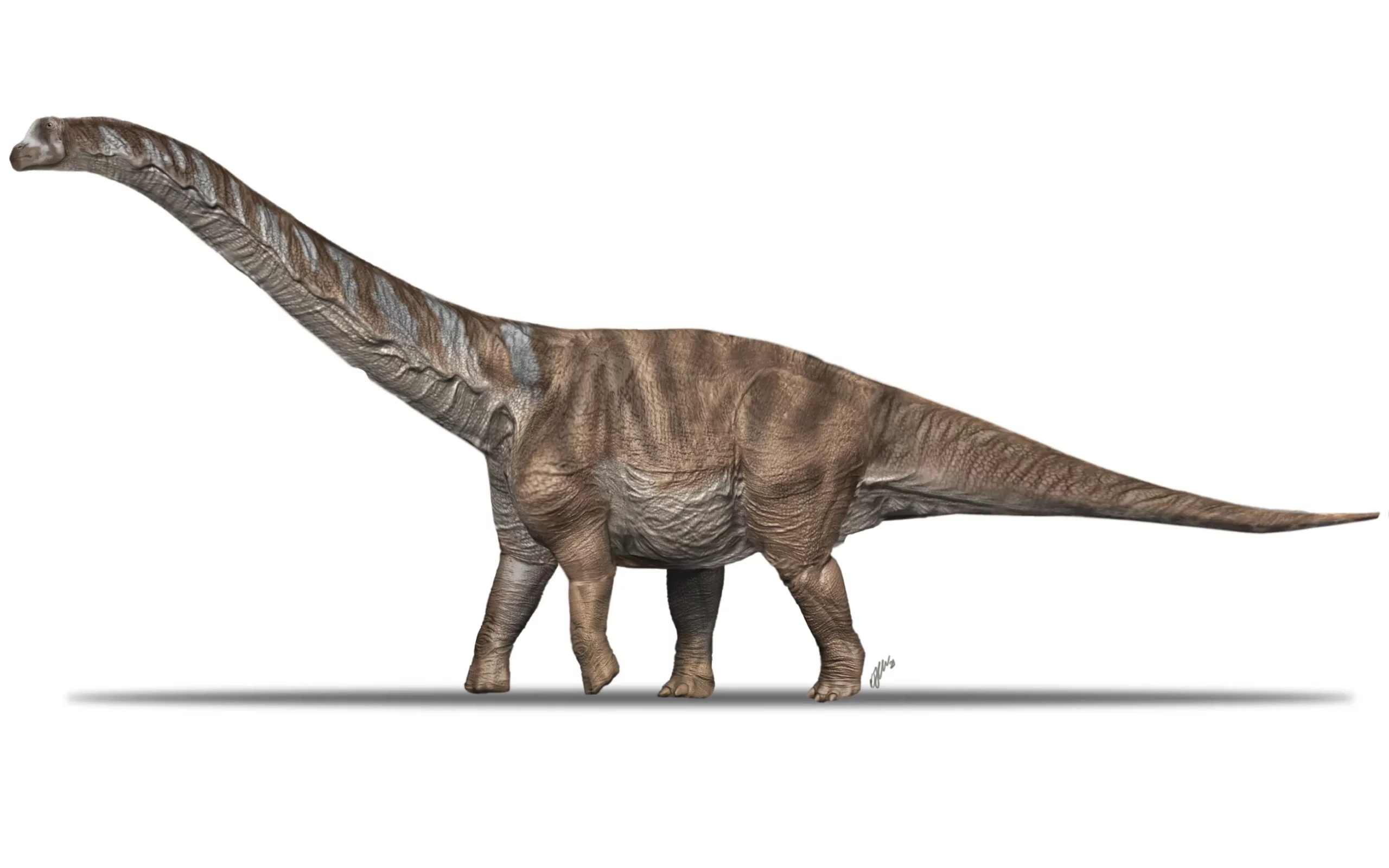 imatge 1. abditosaurus