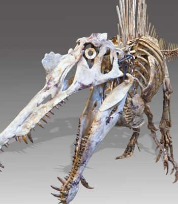 Reconstruction d’un spinosaure. Long de 15 mètres, ce prédateur semi-aquatique est célèbre pour son voile dorsal imposant